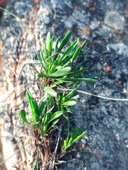 Osteospermum scariosum
