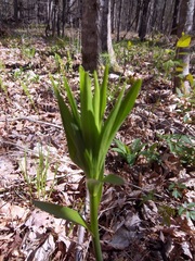 Lilium philadelphicum