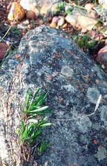 Osteospermum scariosum