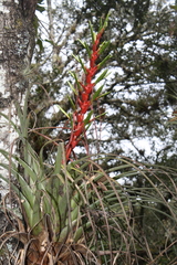 Tillandsia calothyrsus