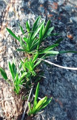Osteospermum scariosum