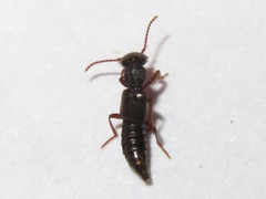 Rugilus rufipes