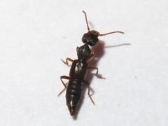 Rugilus rufipes