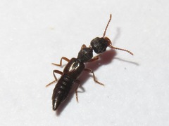 Rugilus rufipes