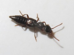 Rugilus rufipes
