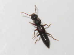 Rugilus rufipes