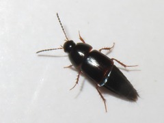 Tachinus rufipes