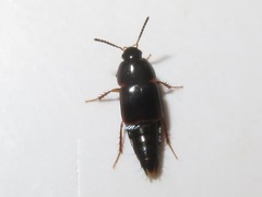 Tachinus rufipes
