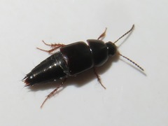 Tachinus rufipes