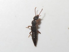 Rugilus rufipes