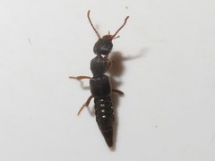 Rugilus rufipes
