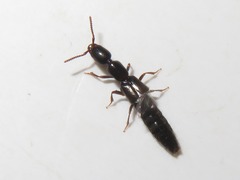 Xantholinus longiventris