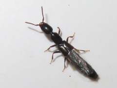 Xantholinus longiventris