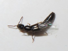 Xantholinus longiventris