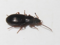 Pterostichus diligens