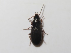 Pterostichus diligens