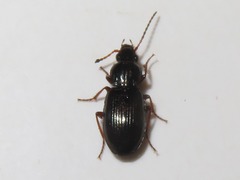 Pterostichus diligens