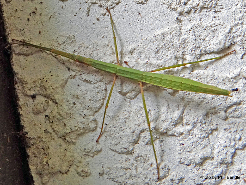 Hemipachymorphini