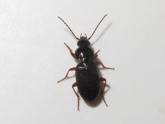 Pterostichus diligens