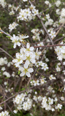 Prunus