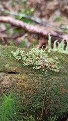 Cladonia norvegica