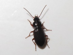 Pterostichus diligens