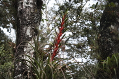 Tillandsia calothyrsus