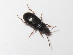 Pterostichus diligens