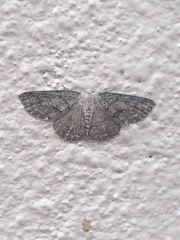 Geometridae