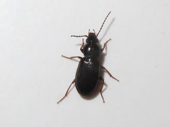 Pterostichus diligens