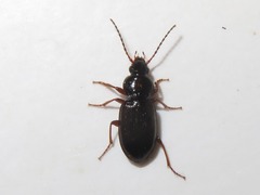 Pterostichus diligens