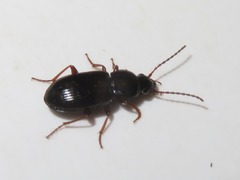 Pterostichus diligens