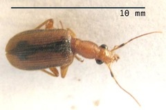 Drypta distincta
