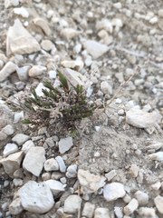 Artemisia salsoloides