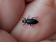 Placopterus thoracicus