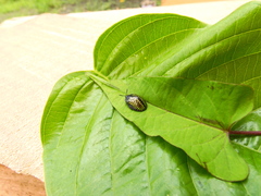 Chelymorpha trinitatis