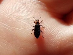 Placopterus thoracicus