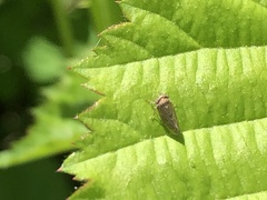 Agallia quadripunctata