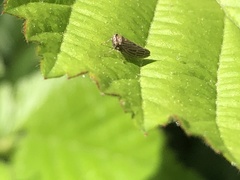 Agallia quadripunctata