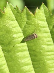 Agallia quadripunctata
