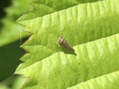 Agallia quadripunctata