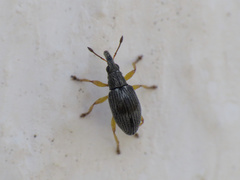 Kalcapion semivittatum