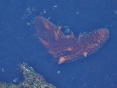 Apostichopus californicus