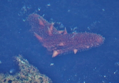 Apostichopus californicus