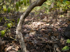 Celastrus paniculatus