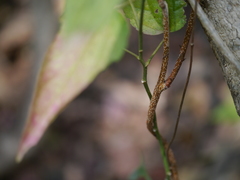 Celastrus paniculatus