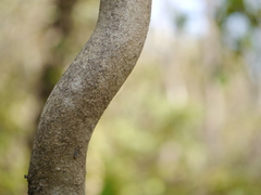 Celastrus paniculatus