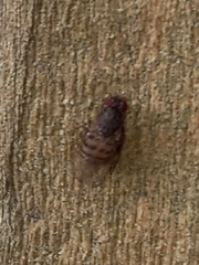 Drosophila repleta