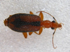Drypta distincta