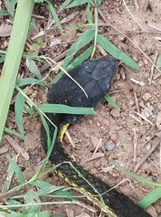 Toxicodryas blandingii